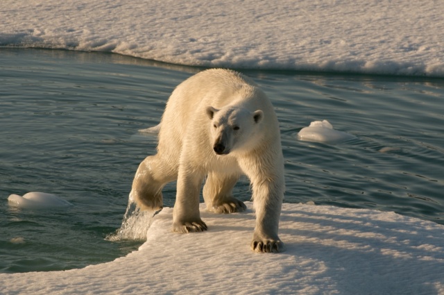 Icetrek Greenaldn Polar Bear
